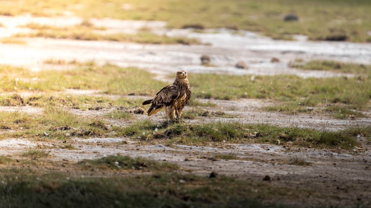 Tawny Eagle - ML638585548