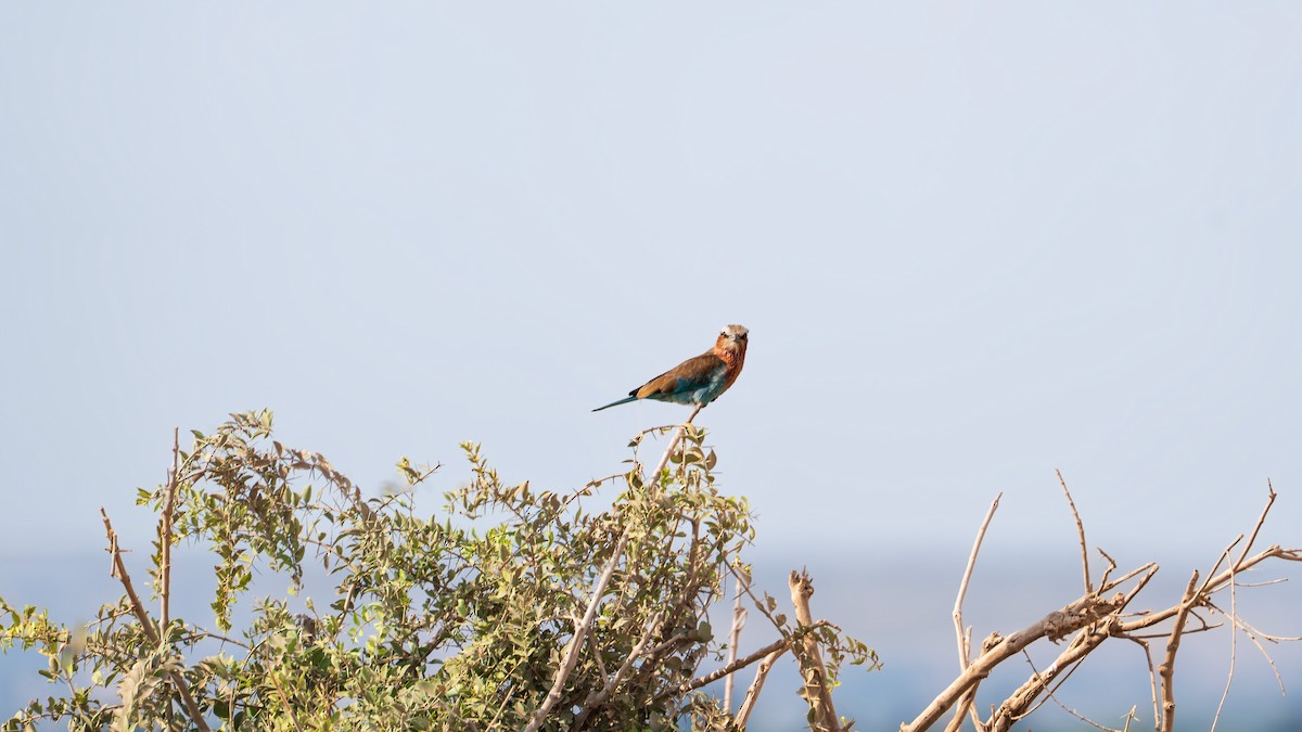 Lilac-breasted Roller - ML638585551