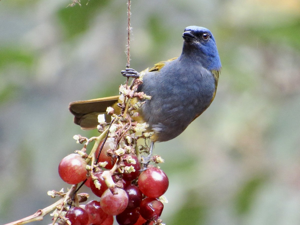 Blue-capped Tanager - ML638585554