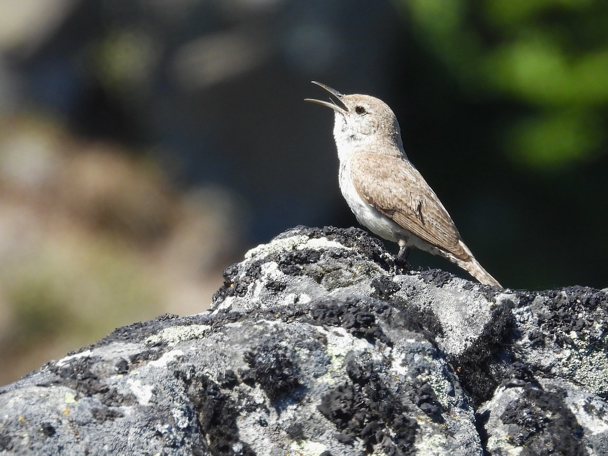 Rock Wren - ML638585563