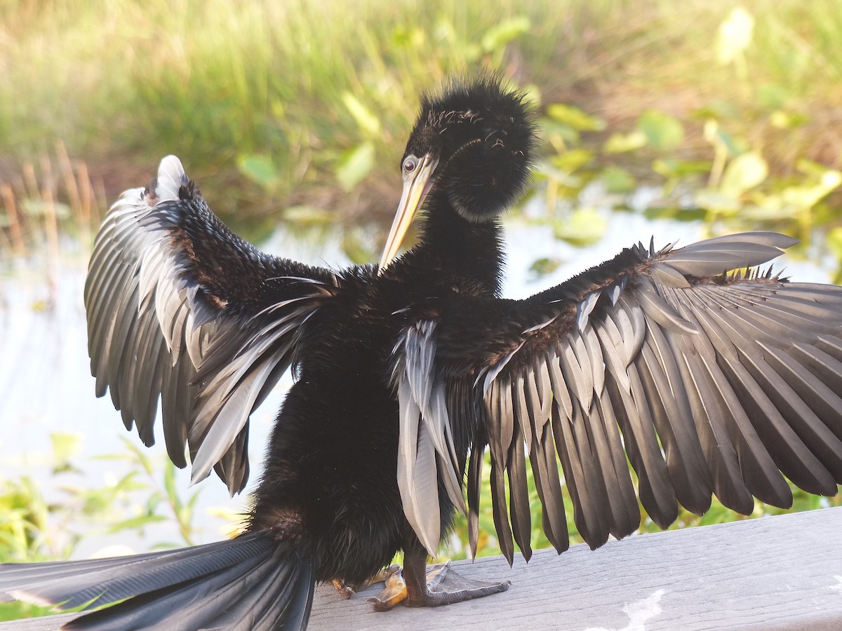 Anhinga - ML638585574