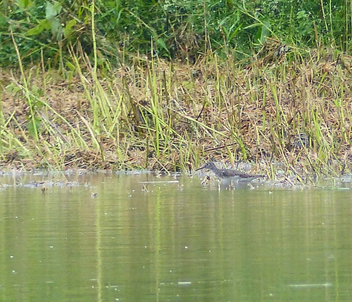 Einsiedelwasserläufer - ML638585590