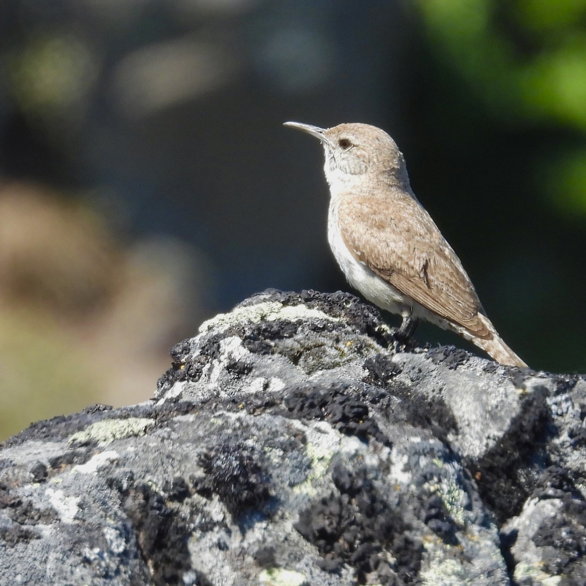 Rock Wren - ML638585611