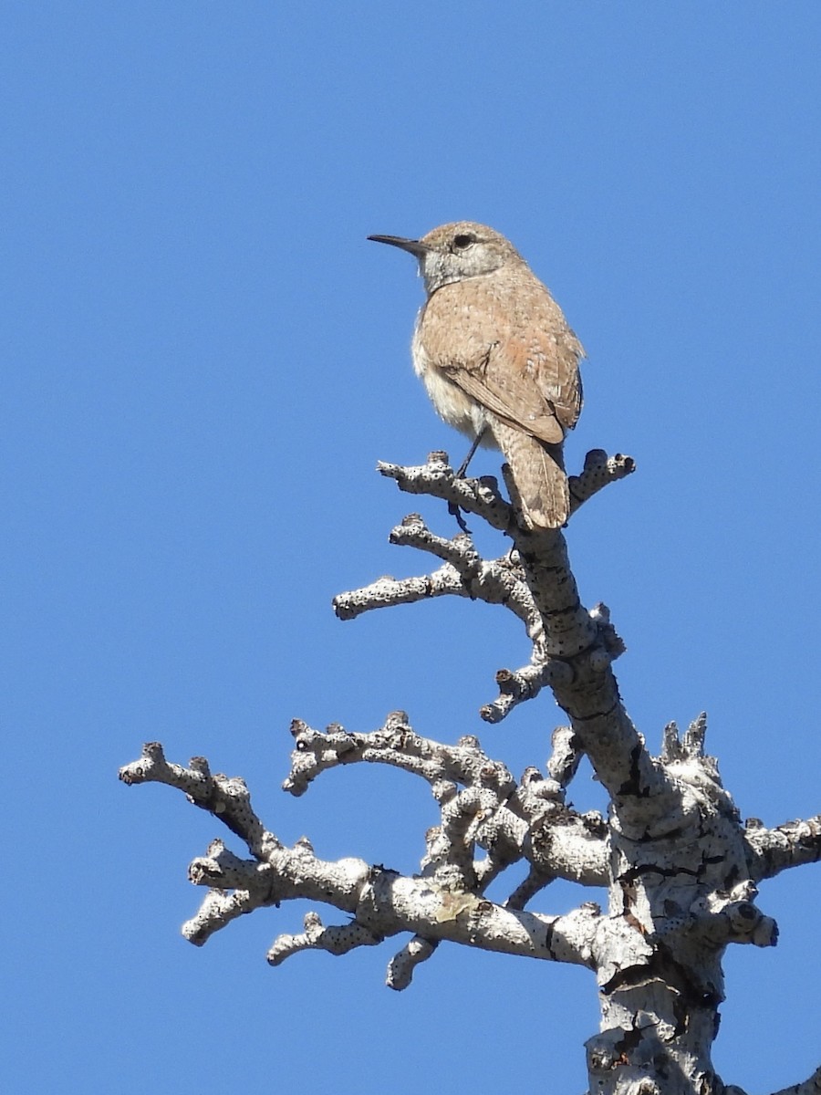 Rock Wren - ML638585612