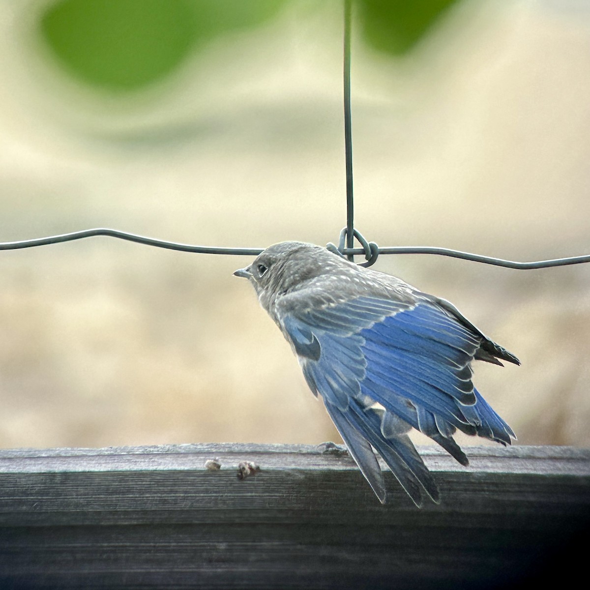 Mountain Bluebird - ML638585613