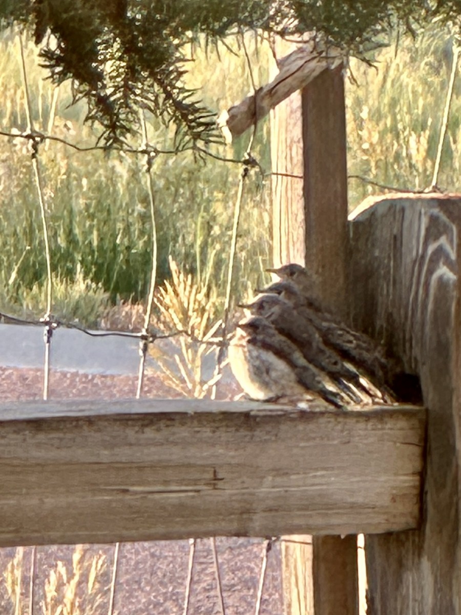 Mountain Bluebird - ML638585614