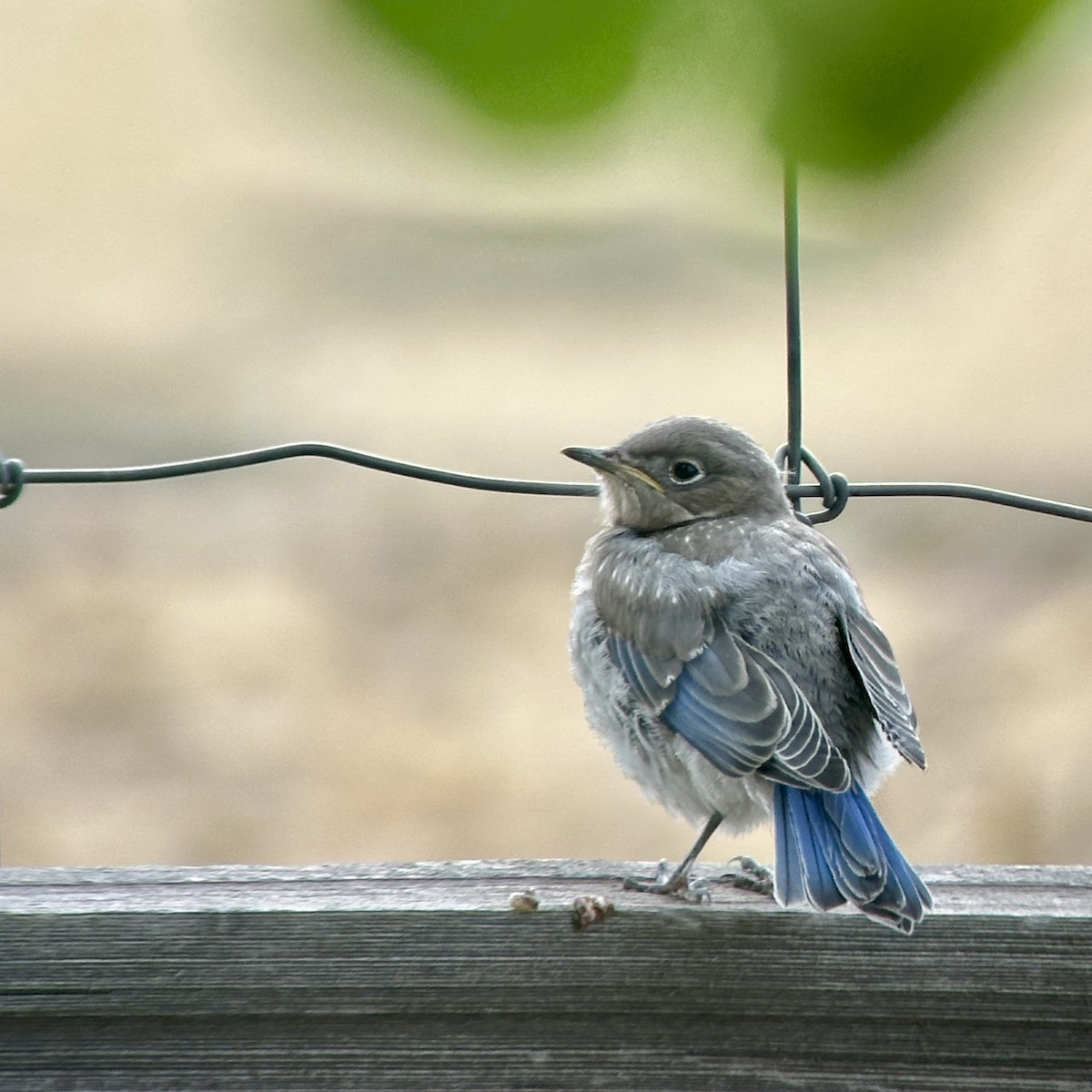 Mountain Bluebird - ML638585615