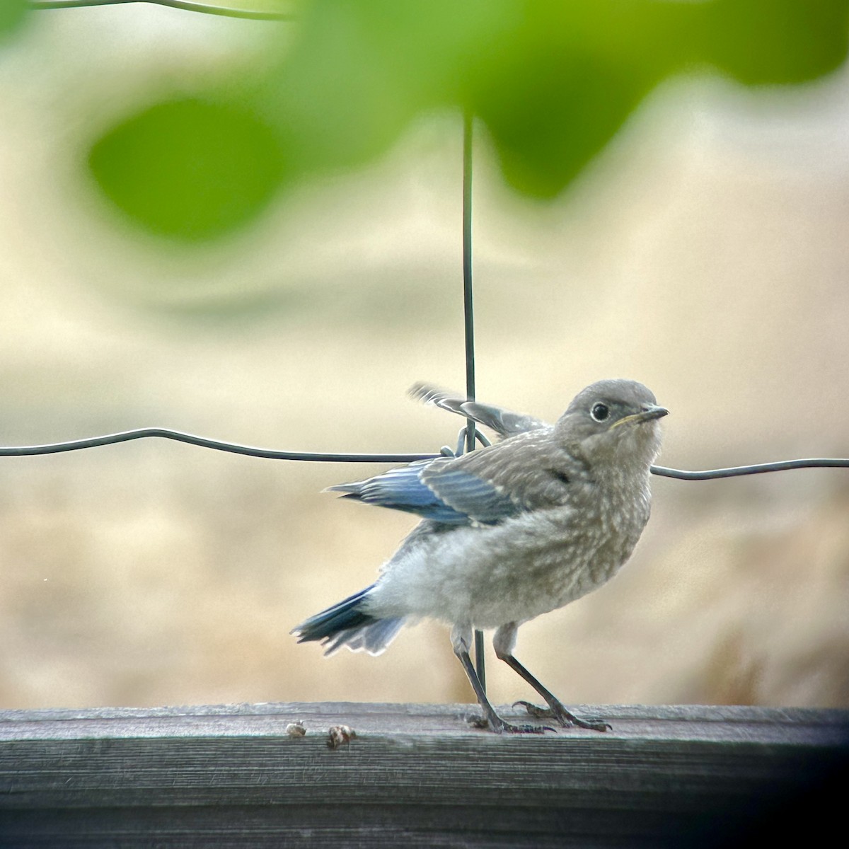 Mountain Bluebird - ML638585616