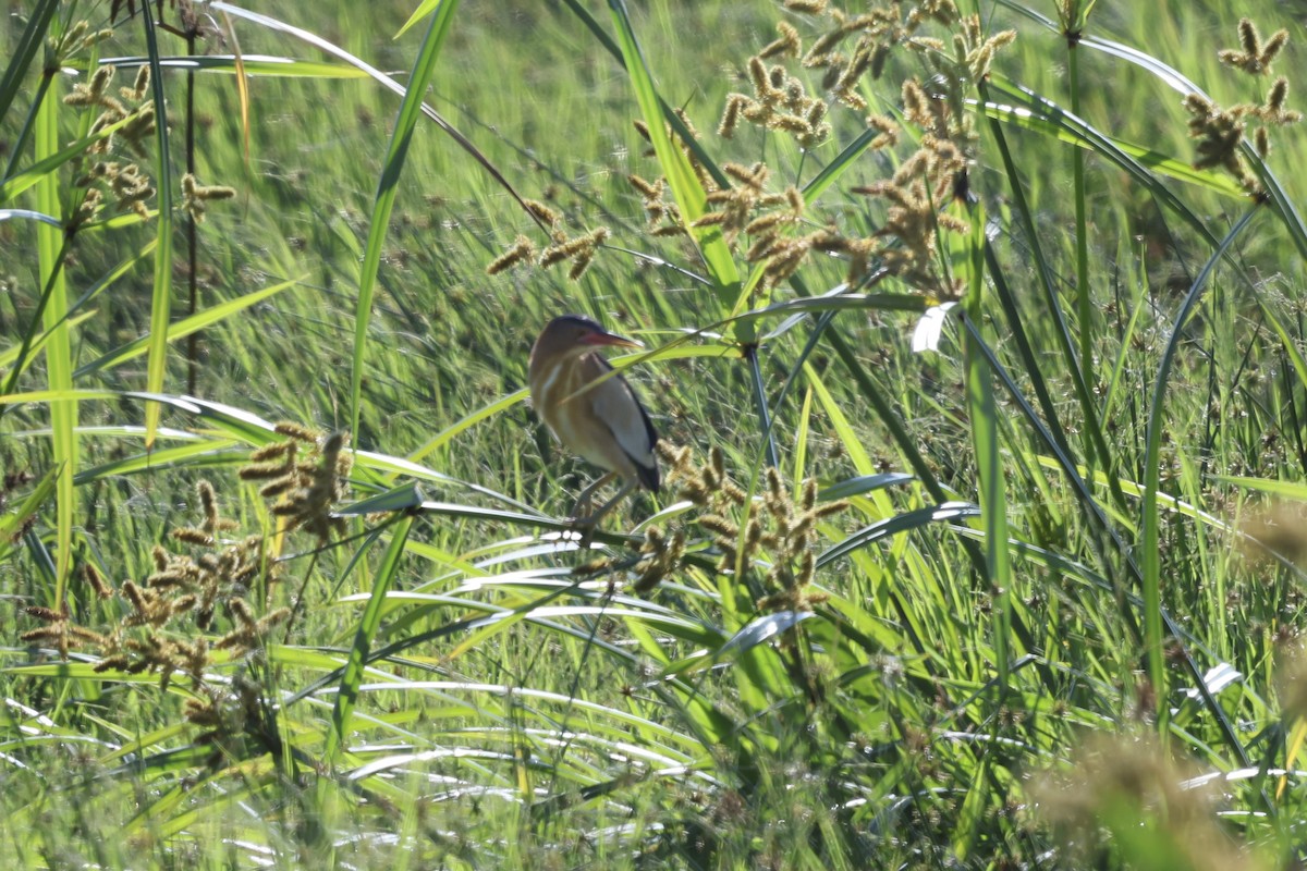 Little Bittern - ML638585637