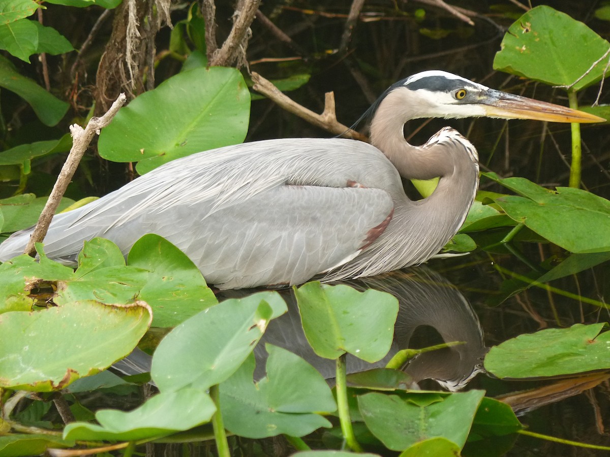 Great Blue Heron - ML638585644
