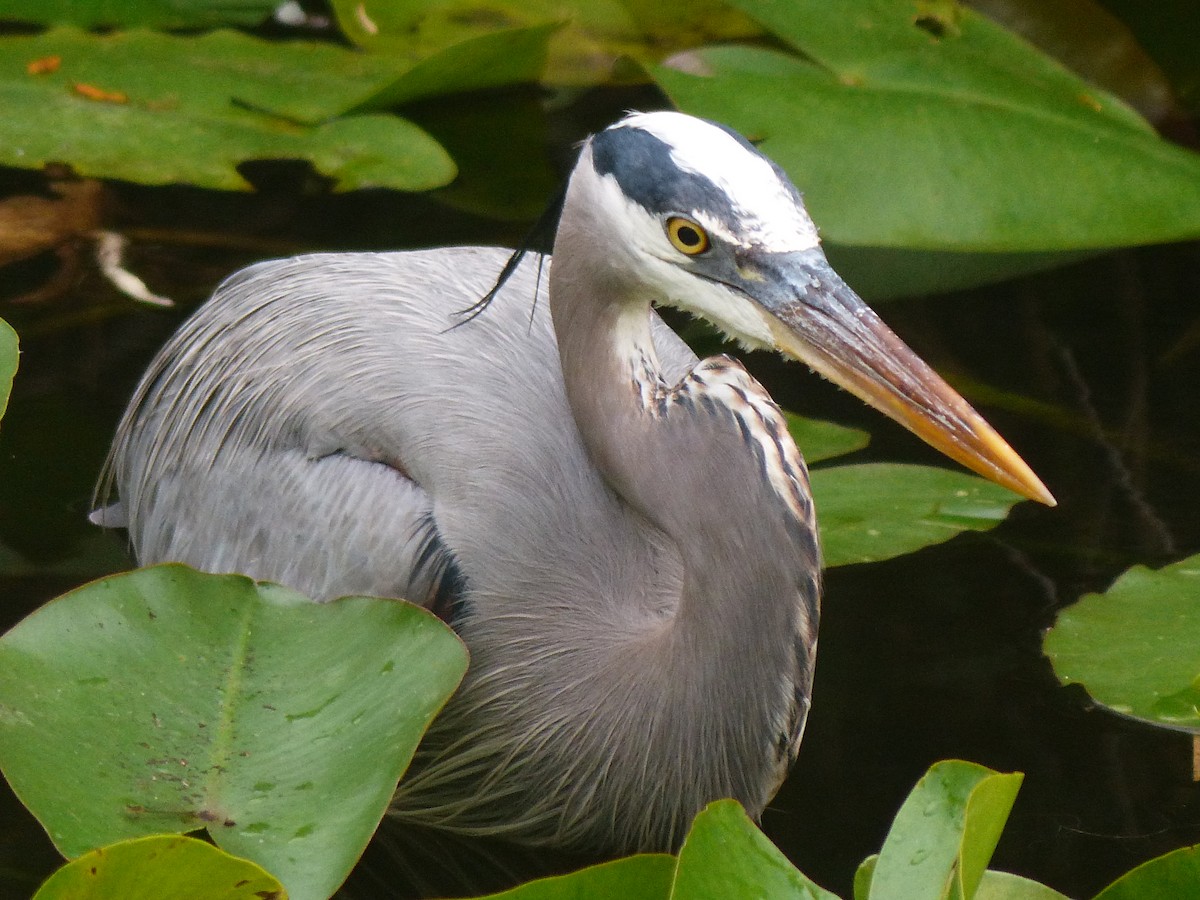Great Blue Heron - ML638585645