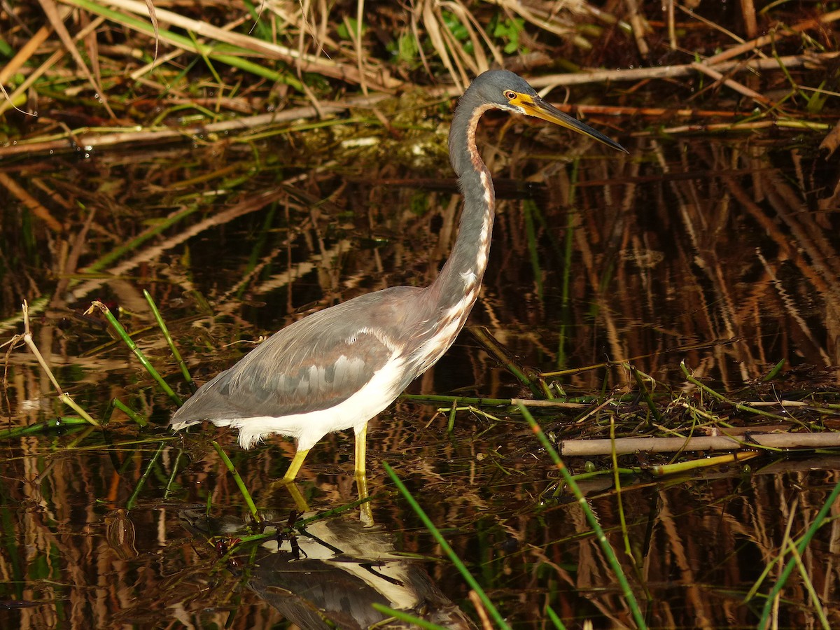 Tricolored Heron - ML638585660