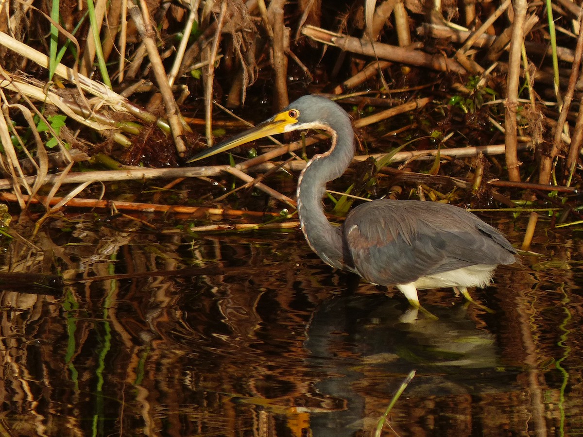 Tricolored Heron - ML638585663