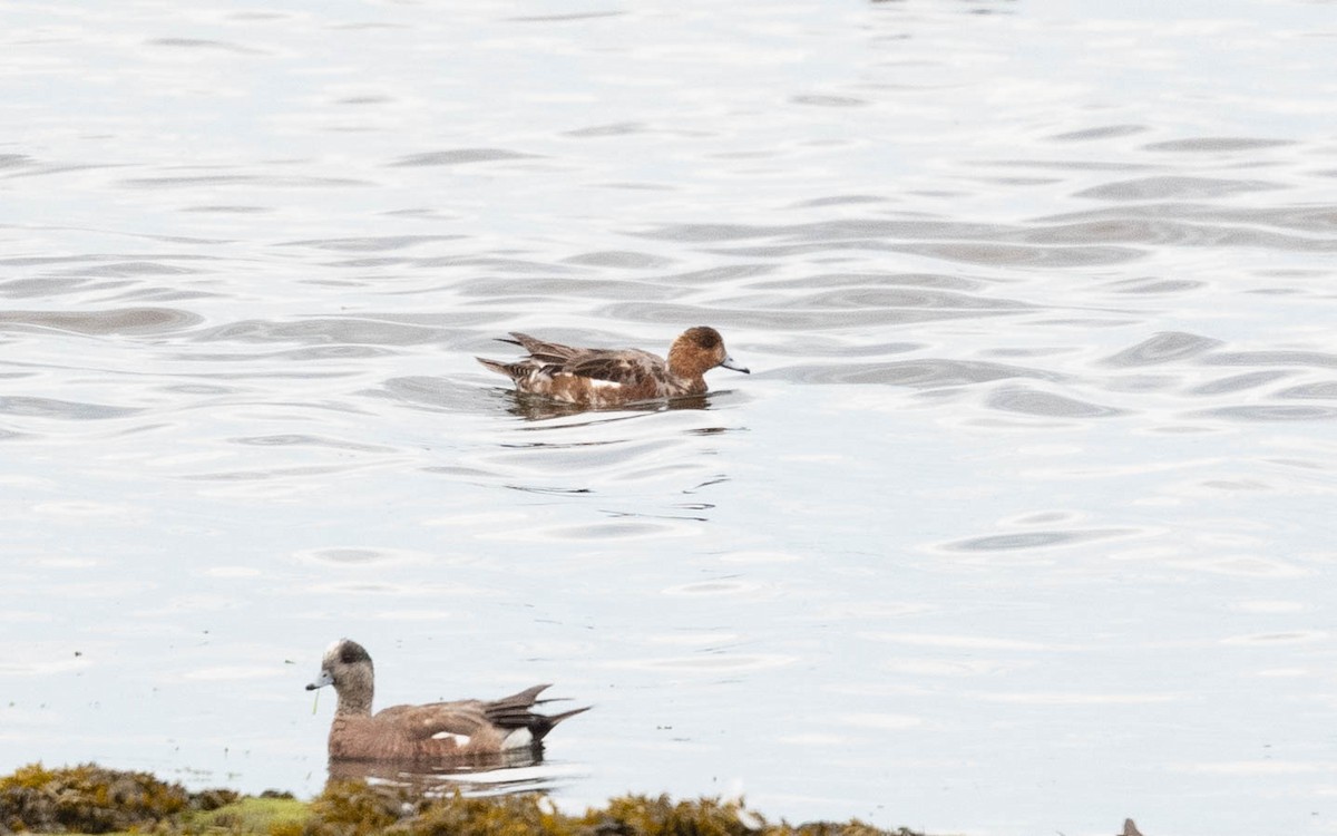 Eurasian Wigeon - ML638585670
