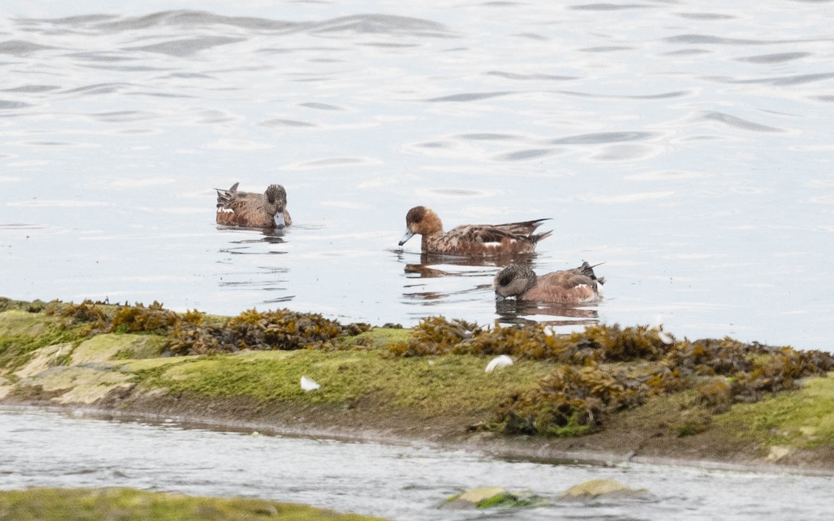 Eurasian Wigeon - ML638585671