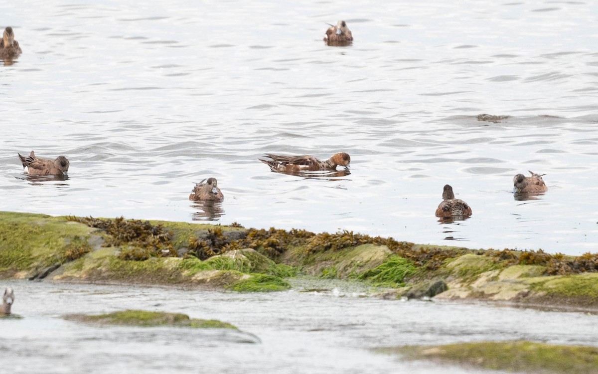 Eurasian Wigeon - ML638585672