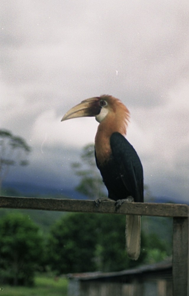 Blyth's Hornbill - ML638585674