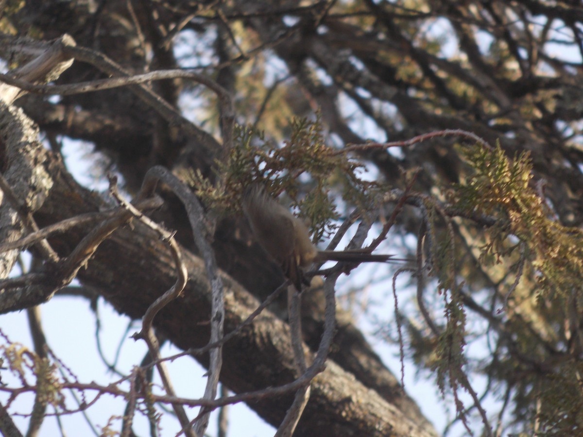 Plain-mantled Tit-Spinetail - ML638585818