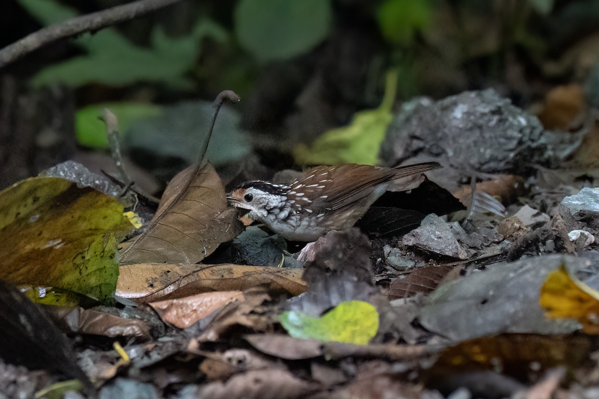 Striped Wren-Babbler - ML638585859
