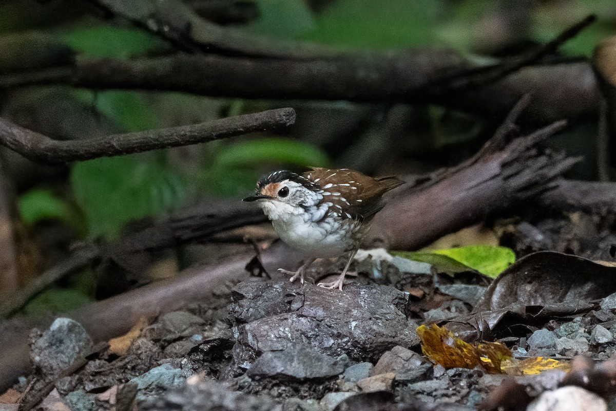 Striped Wren-Babbler - ML638585860