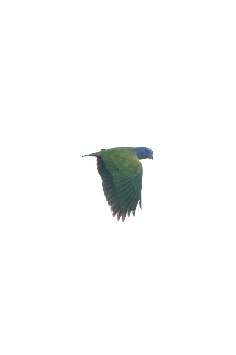 Blue-headed Parrot - ML638585912