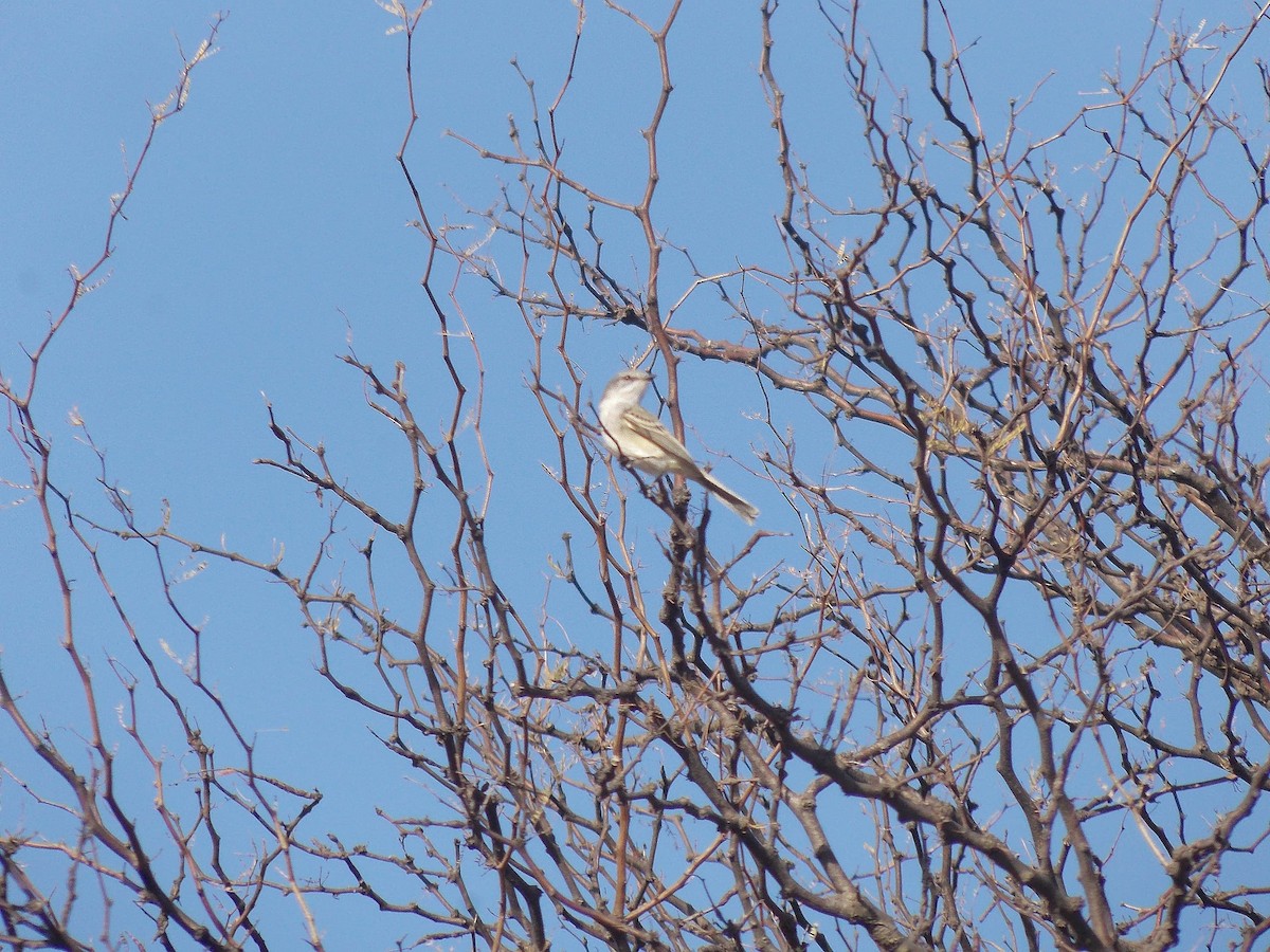 Suiriri Flycatcher - ML638585913