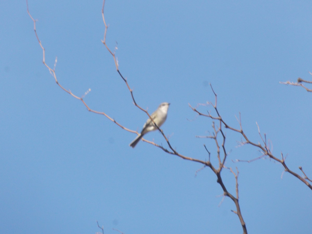 Suiriri Flycatcher - ML638585914