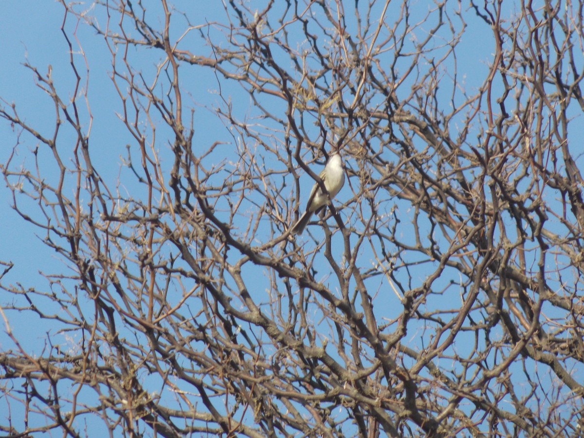Suiriri Flycatcher - ML638585915