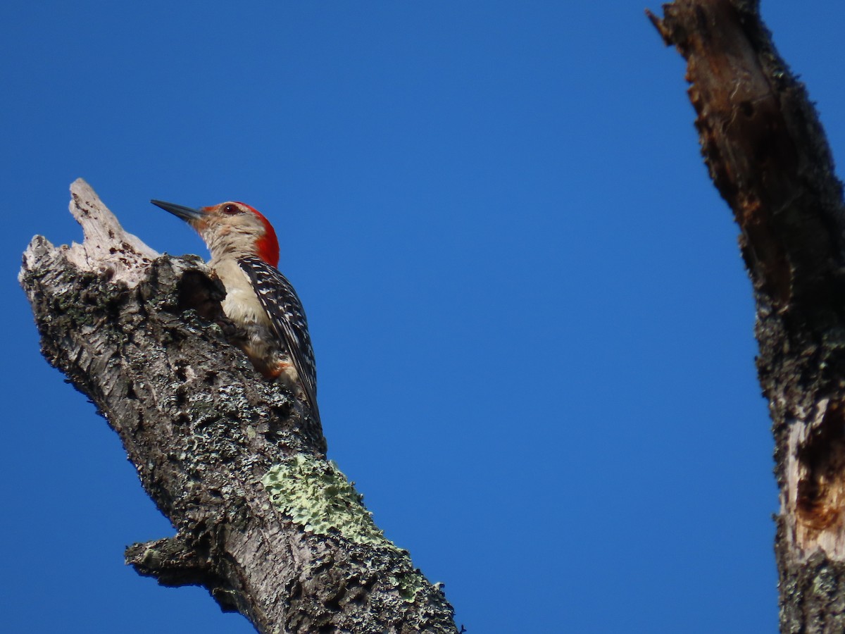 Red-bellied Woodpecker - ML638585929