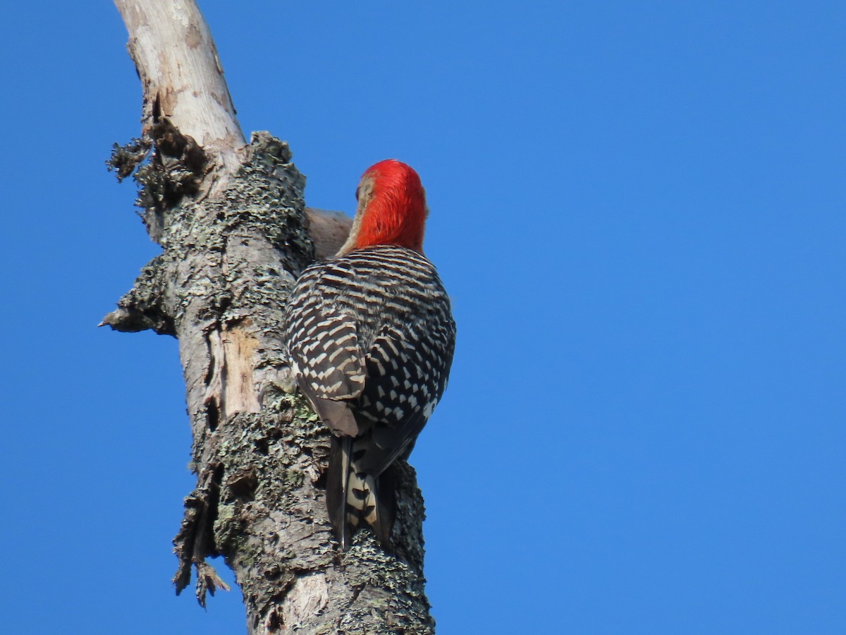 Red-bellied Woodpecker - ML638585930