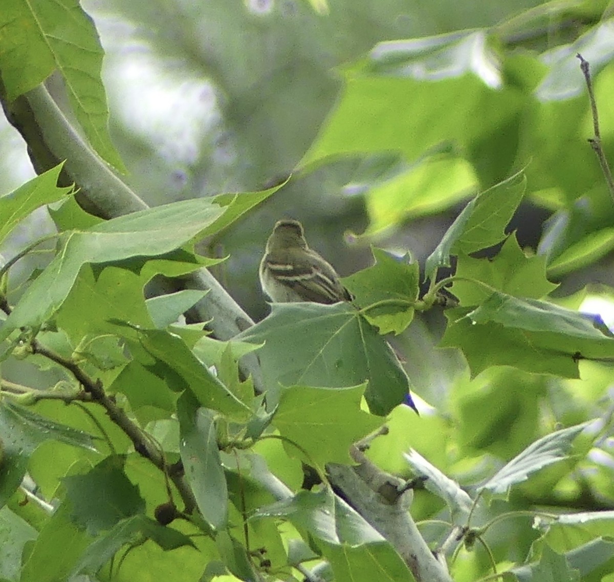 Mosquero Verdoso - ML638585939