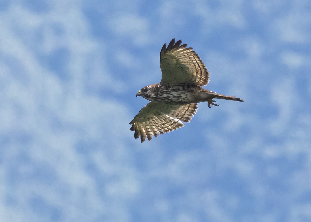 White-throated Hawk - ML638585960
