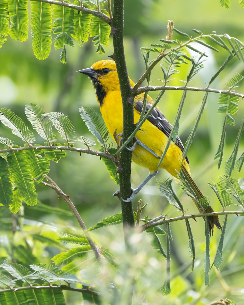 Yellow Oriole - ML638586029