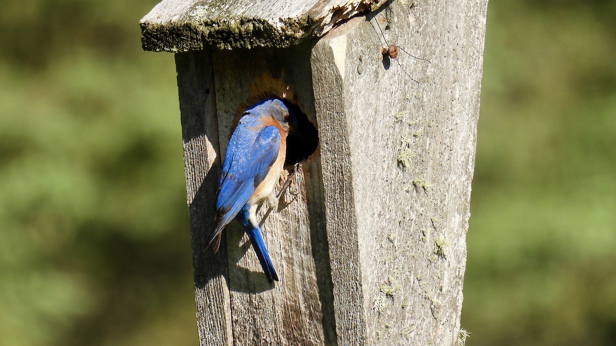 Eastern Bluebird - ML638586030