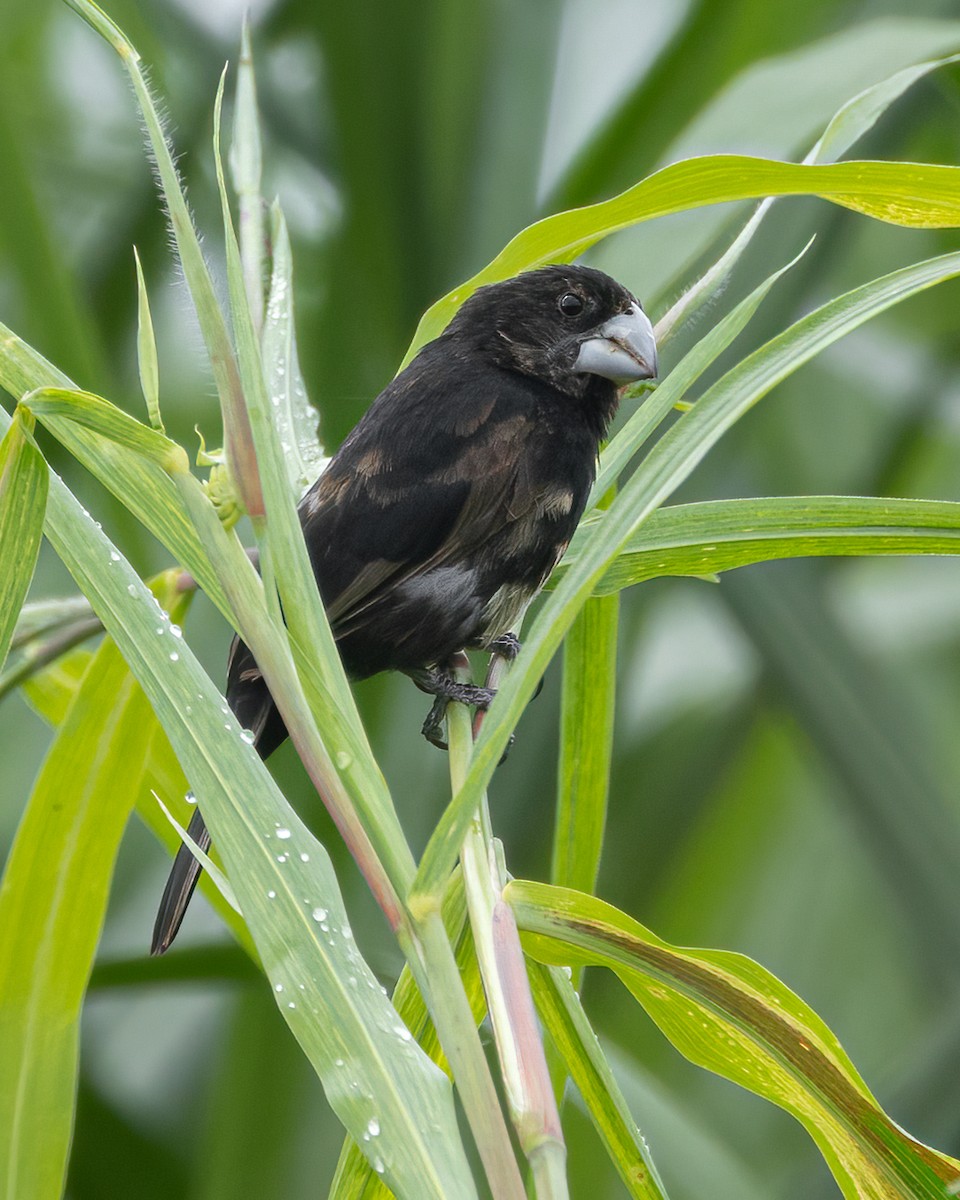 Large-billed Seed-Finch - ML638586041