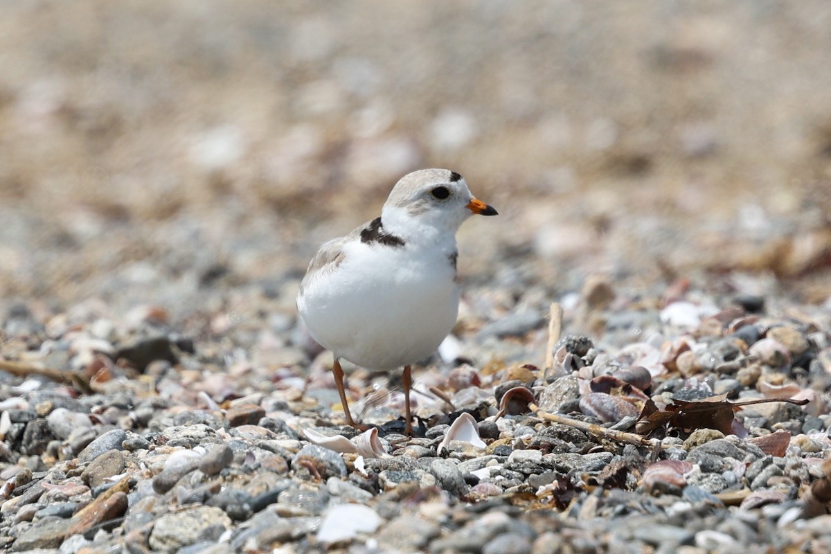 Желтоногий зуёк - ML638586048