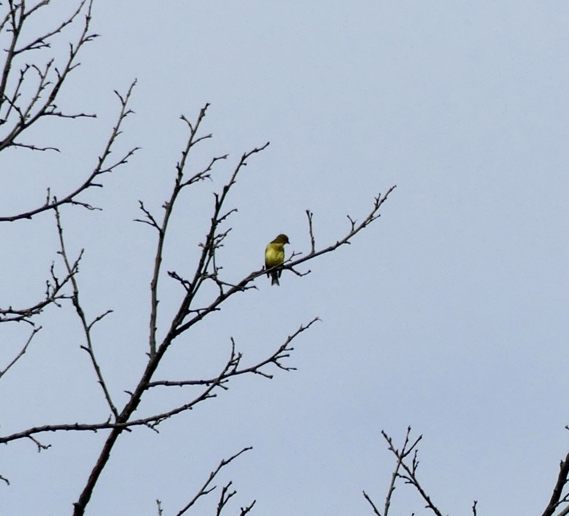 American Goldfinch - ML638586057