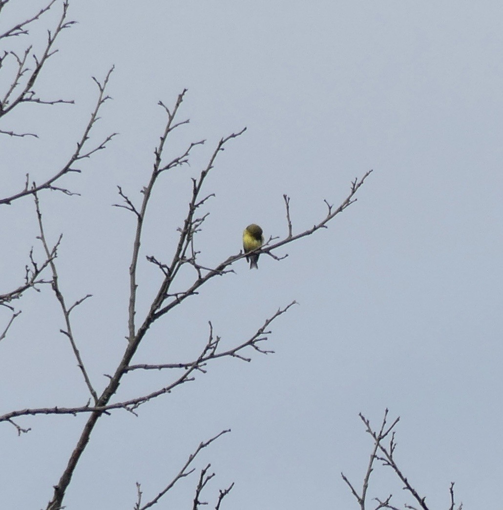 American Goldfinch - ML638586058