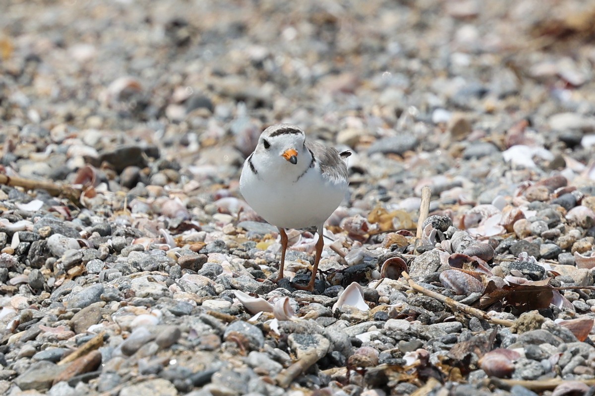 Желтоногий зуёк - ML638586060