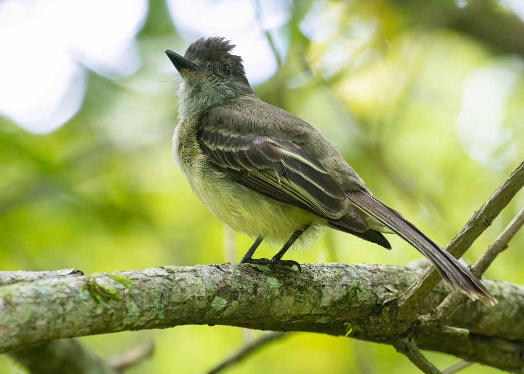 Apical Flycatcher - ML638586079