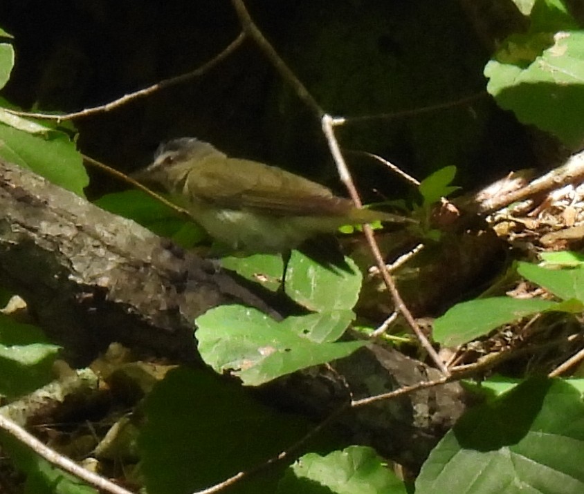 Viréo aux yeux rouges - ML638586146