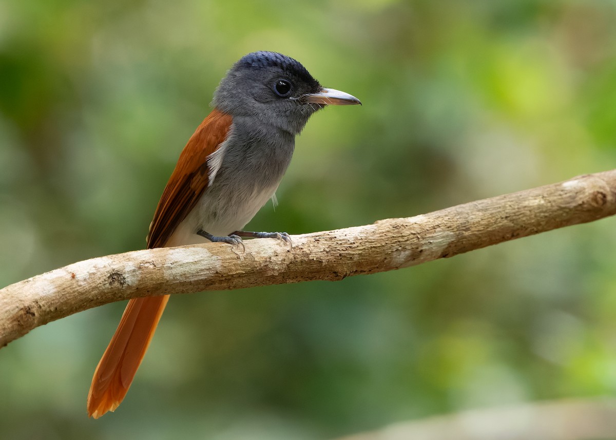 Blyth's Paradise-Flycatcher - ML638586163