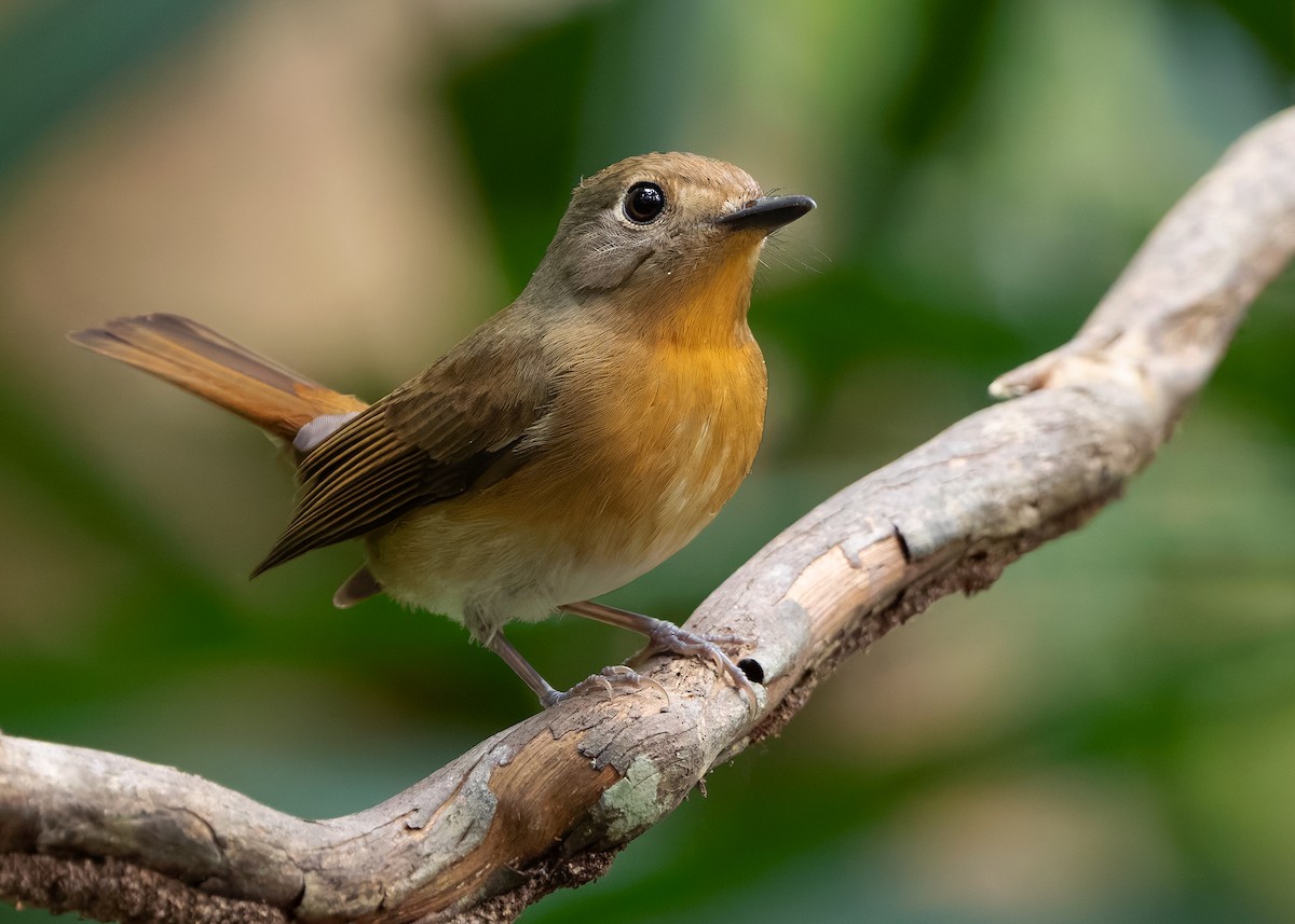 Hainan Blue Flycatcher - ML638586178