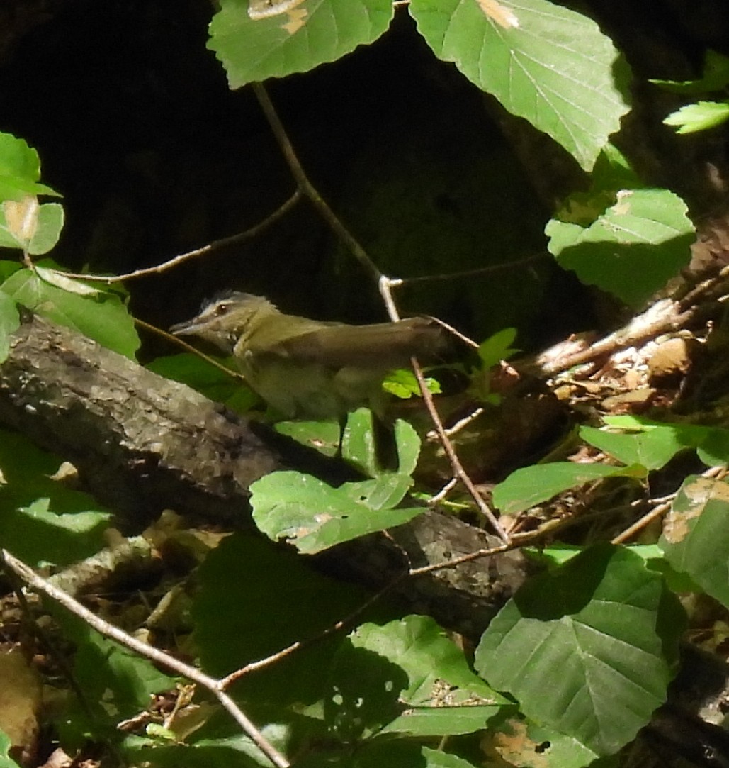 Viréo aux yeux rouges - ML638586180