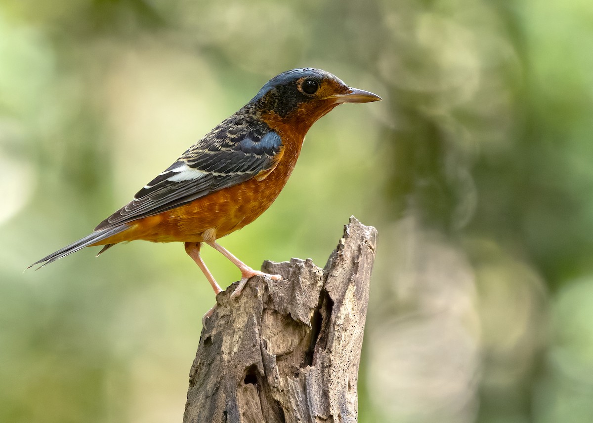 White-throated Rock-Thrush - ML638586182