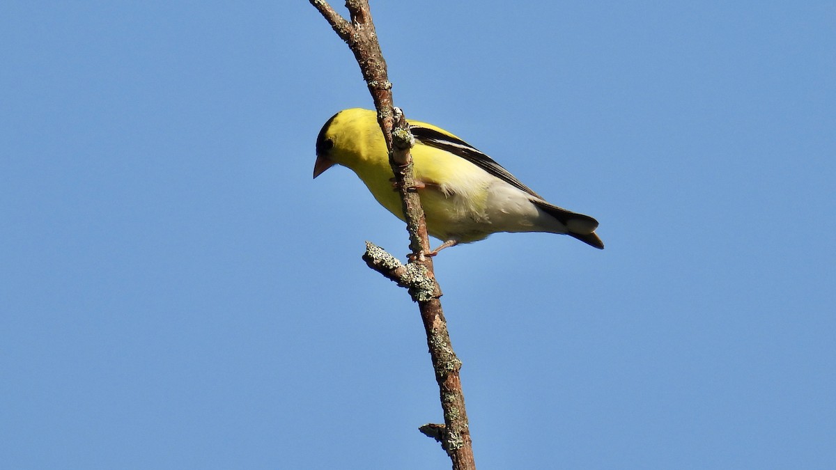 gulstillits - ML638586195