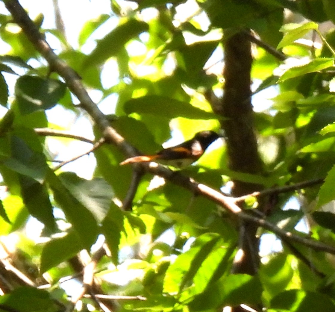 Paruline flamboyante - ML638586202