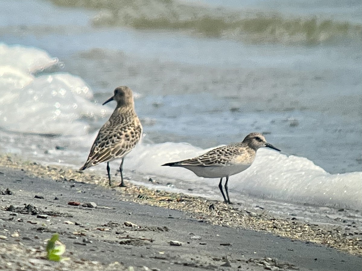 Baird's Sandpiper - ML638586218