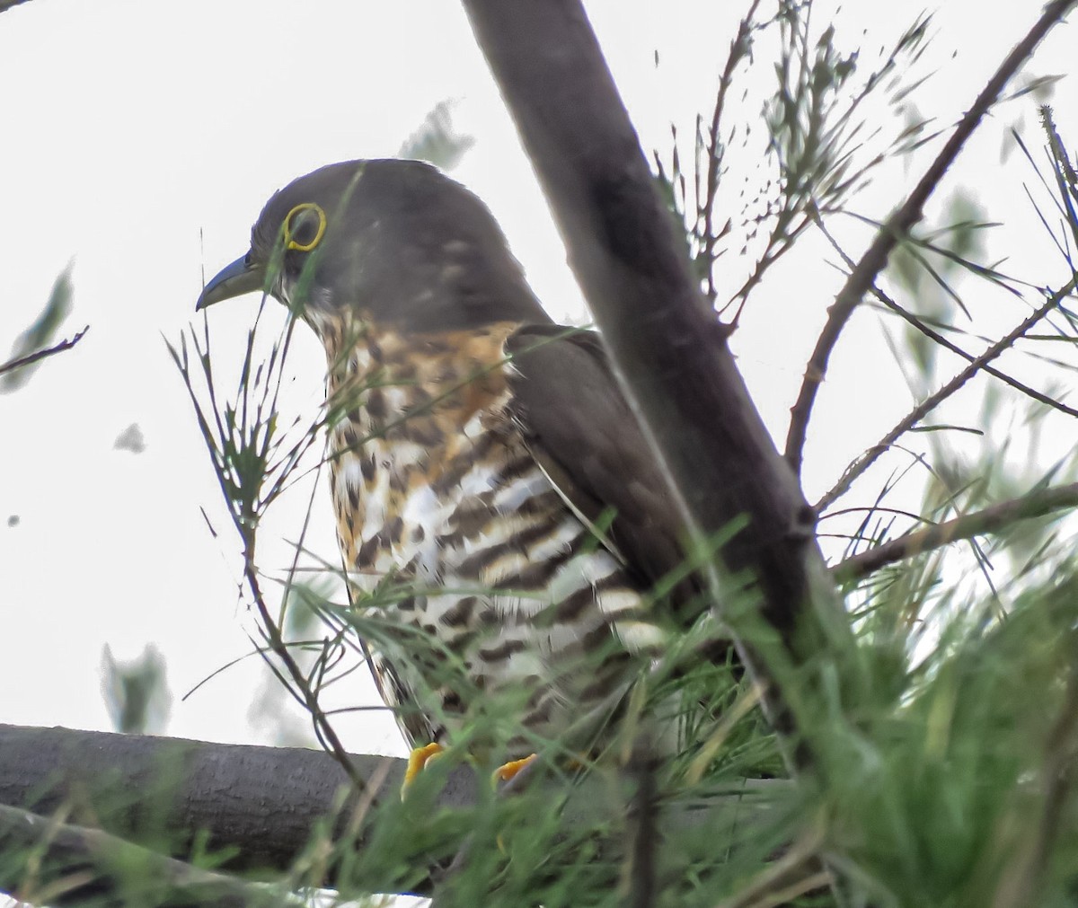 Large Hawk-Cuckoo - ML638586253