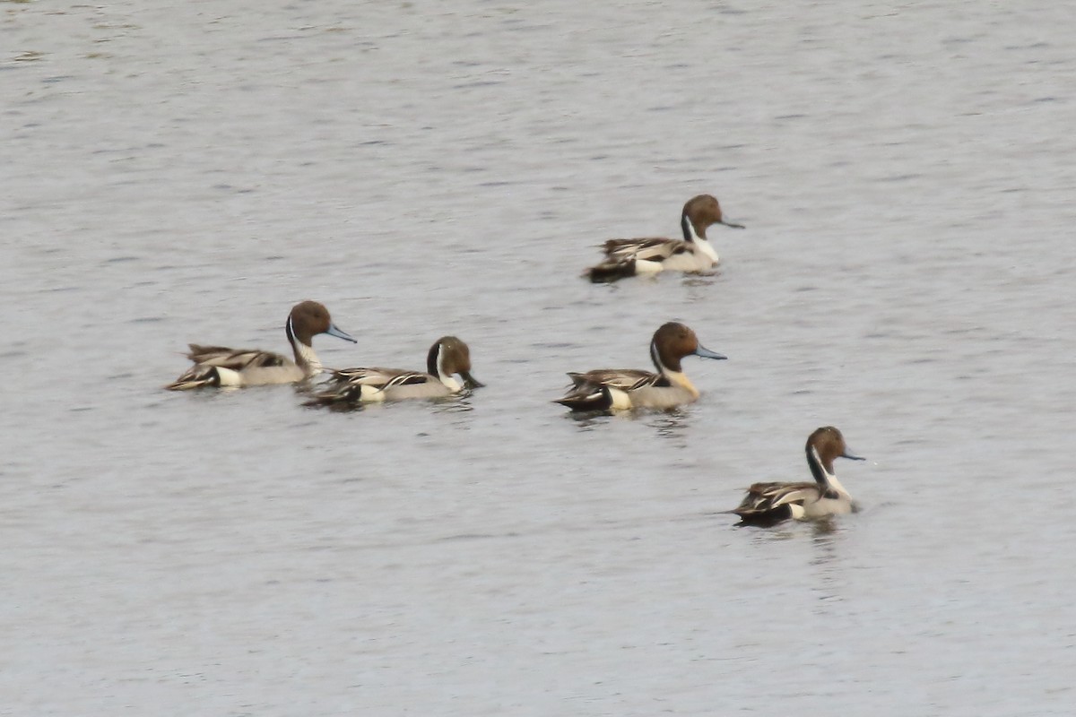 Northern Pintail - ML638586270